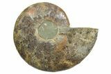 Cut & Polished Ammonite Fossil (Half) - Madagascar #349050-1